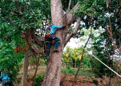Poda de árboles Ticuantepe