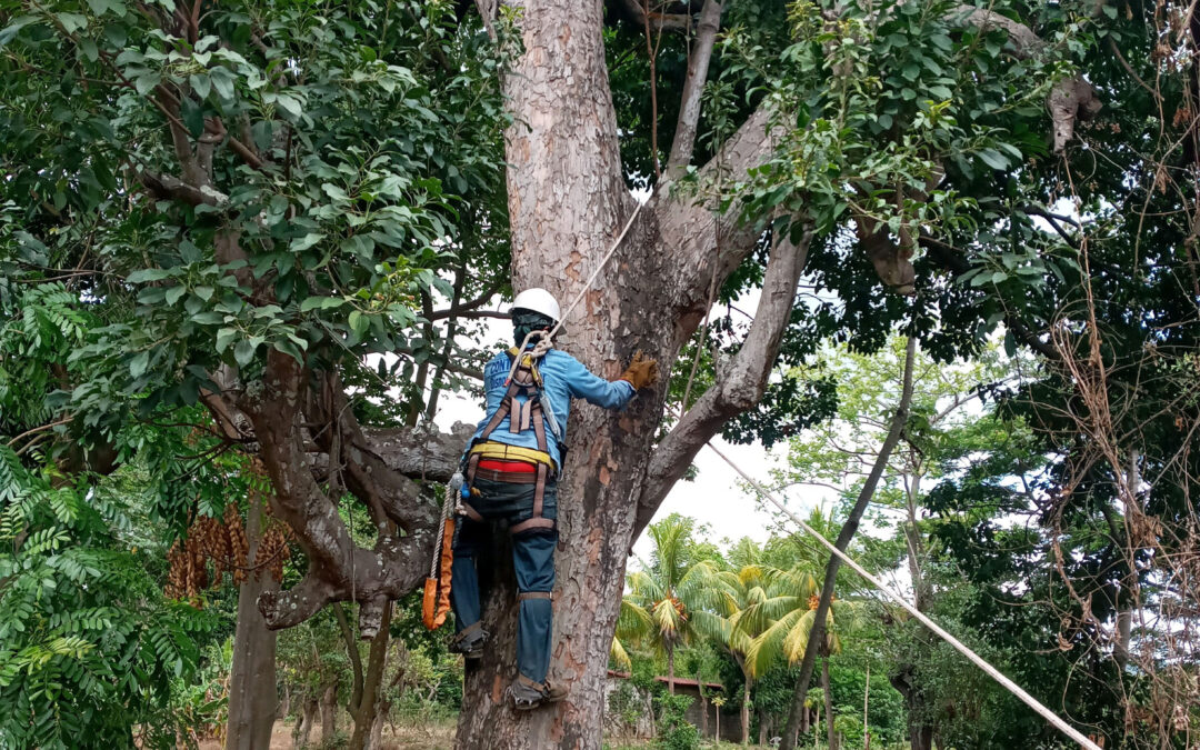 SERCONISA Realiza servicios de poda en árboles cerca del tendido eléctrico
